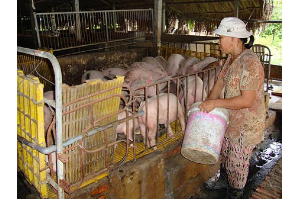 Trại nuôi heo trong khu dân cư gây ô nhiễm môi trường, ảnh hưởng đến cuộc sống người dân